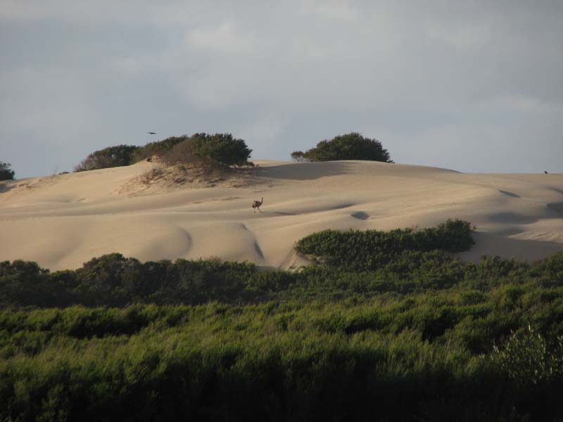 Emu on Sand Dunes